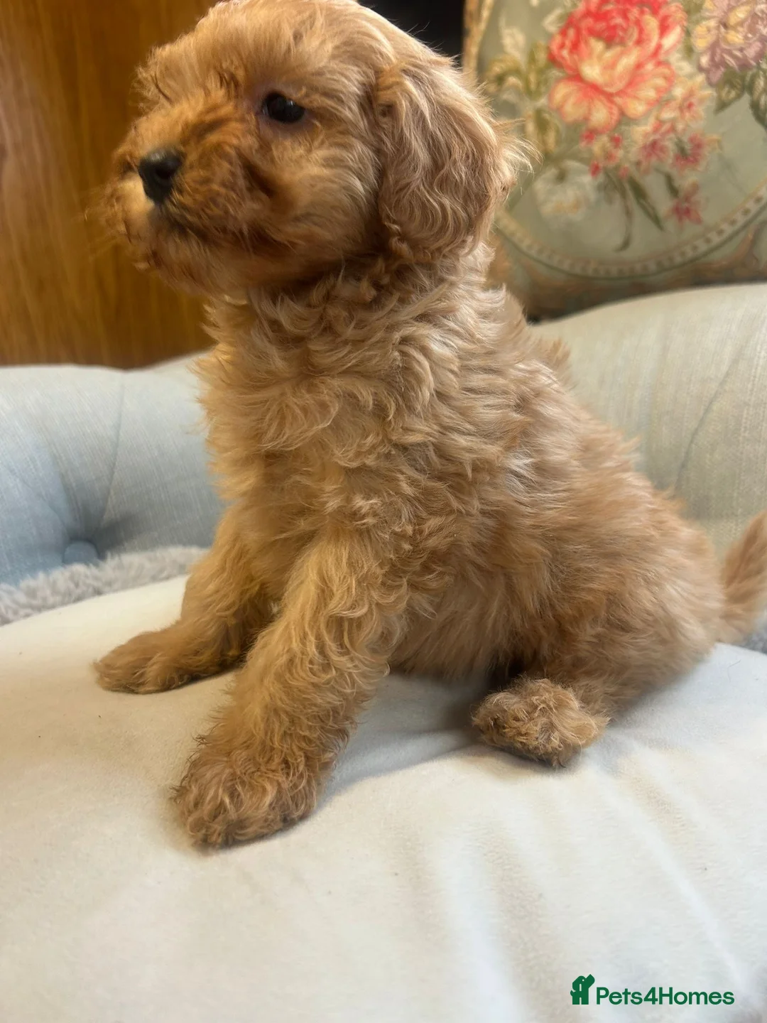 Cockapoo dogs for sale: Beautiful babies available  - Advert 31