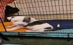 Staffordshire Bull Terrier dogs for sale: From Our Family to Yours - Image 5