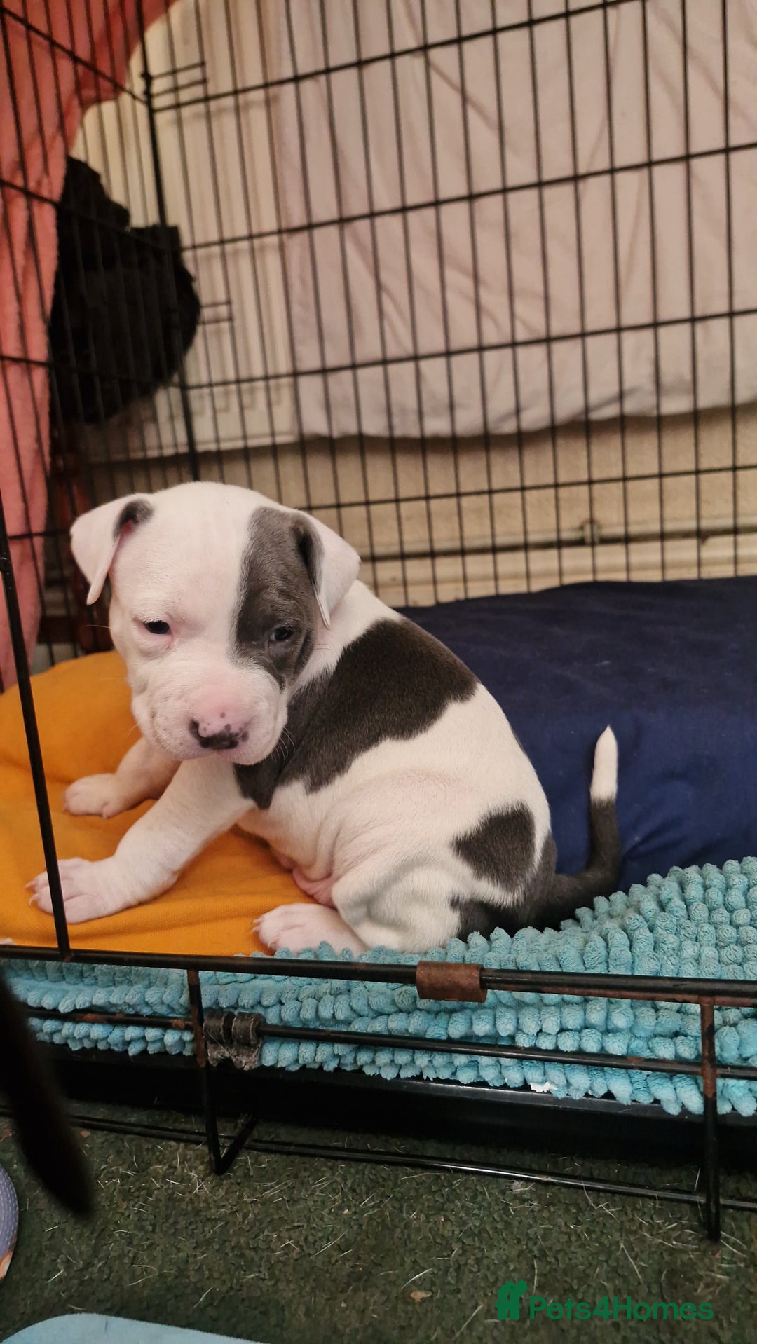 Staffordshire Bull Terrier dogs for sale: From Our Family to Yours - Image 5