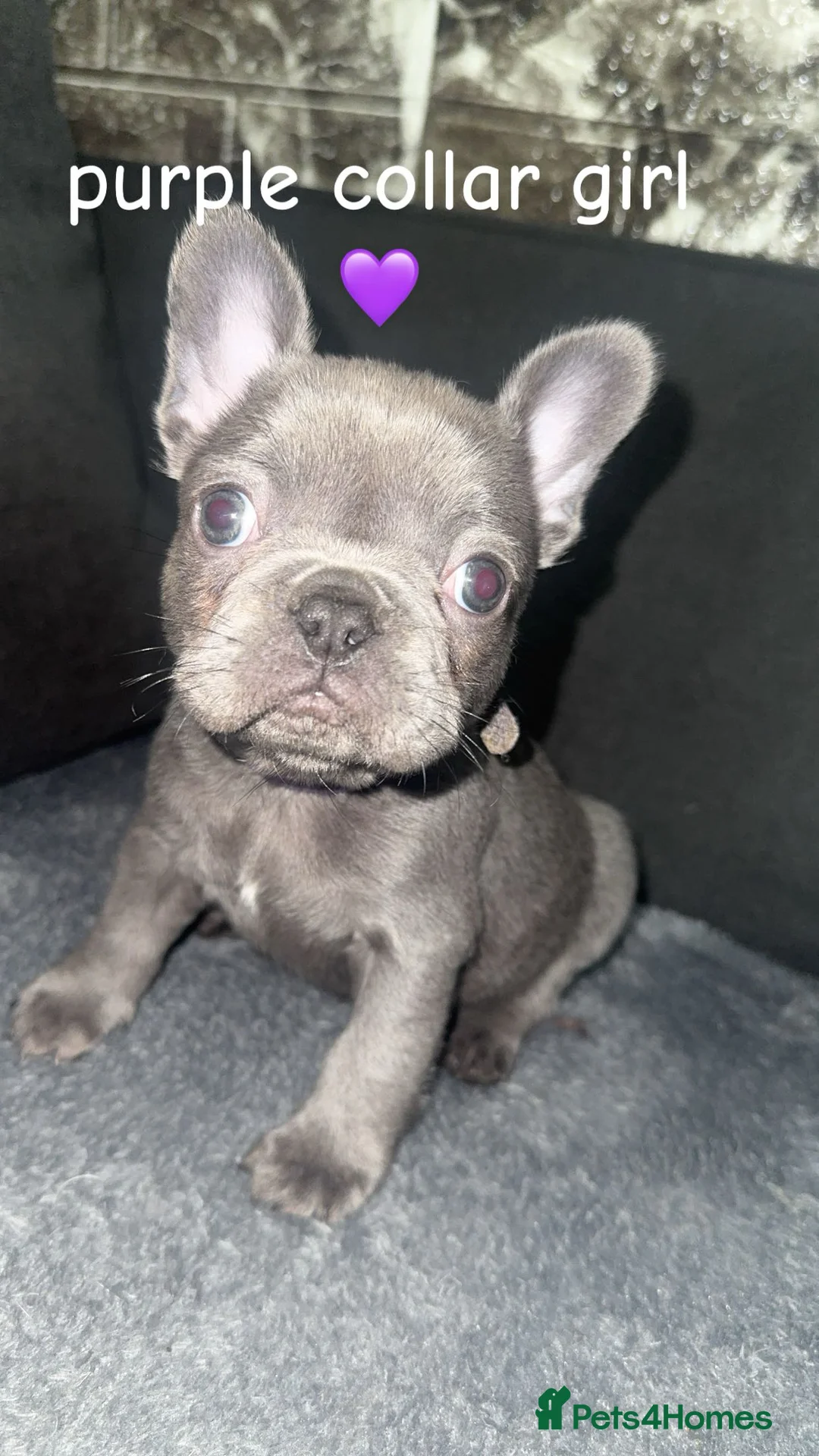 French Bulldog dogs for sale: Fluffy carrier french bulldog pups  - Advert 3