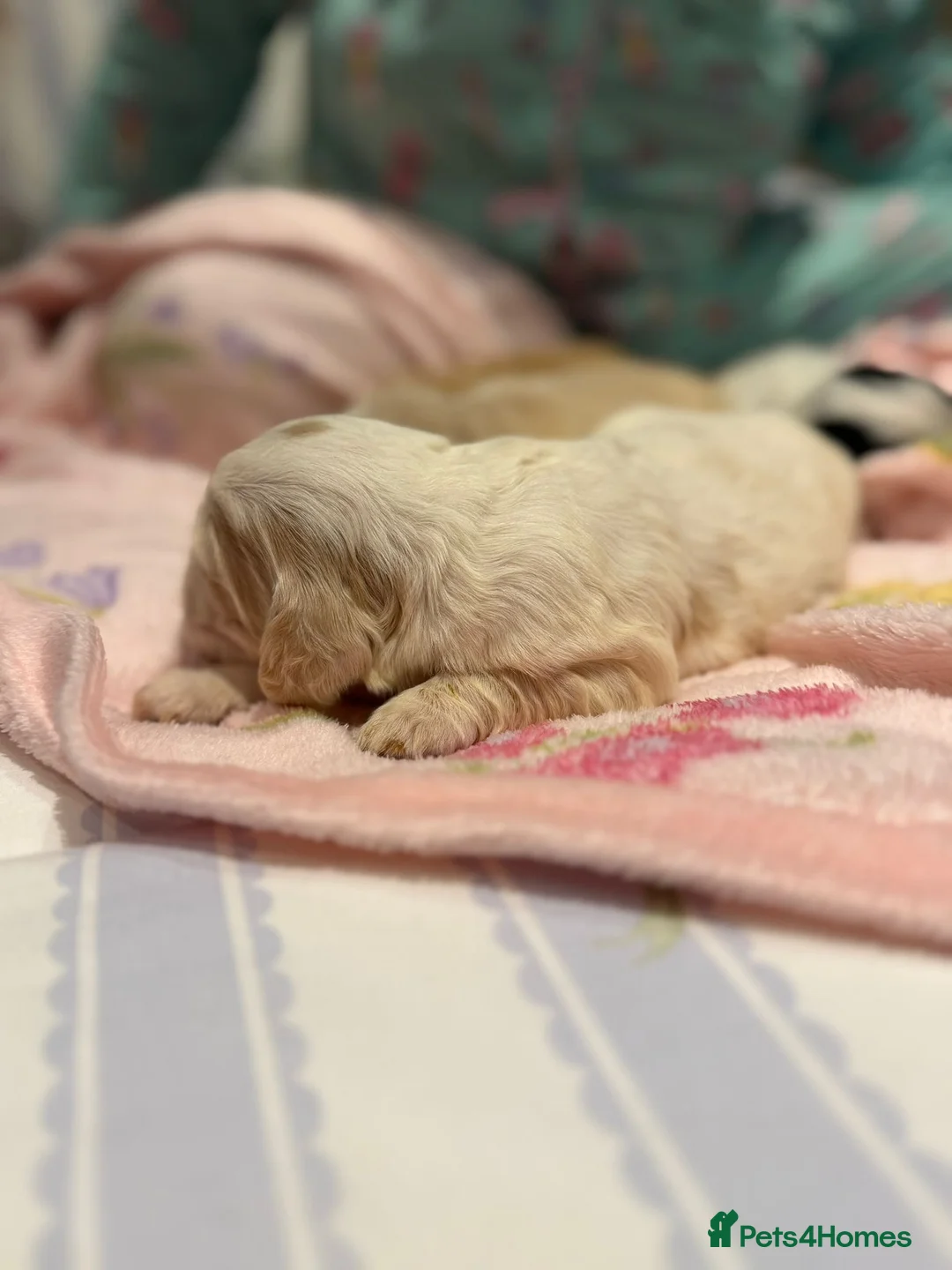 Cocker Spaniel dogs for sale: Show type Cocker spaniel puppies - Advert 1