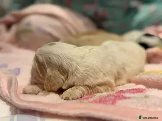 Cocker Spaniel dogs Show type Cocker spaniel puppies - Advert 2