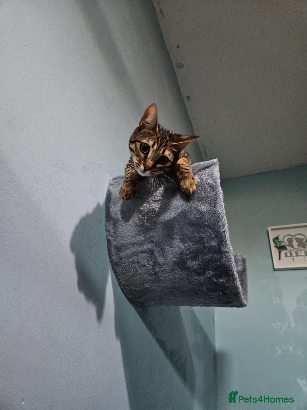 Bengal cats for sale: Silver/ mink bengals kittens  - Advert 4