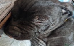 Mixed Breed dogs for sale: Olde english bully x staffordshire bull terrier - Image 5