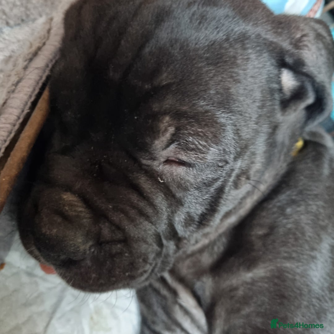 Mixed Breed dogs for sale: Olde english bully x staffordshire bull terrier - Image 5