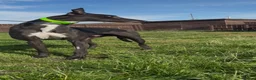 Greyhound dogs for sale: danny - Advert 2