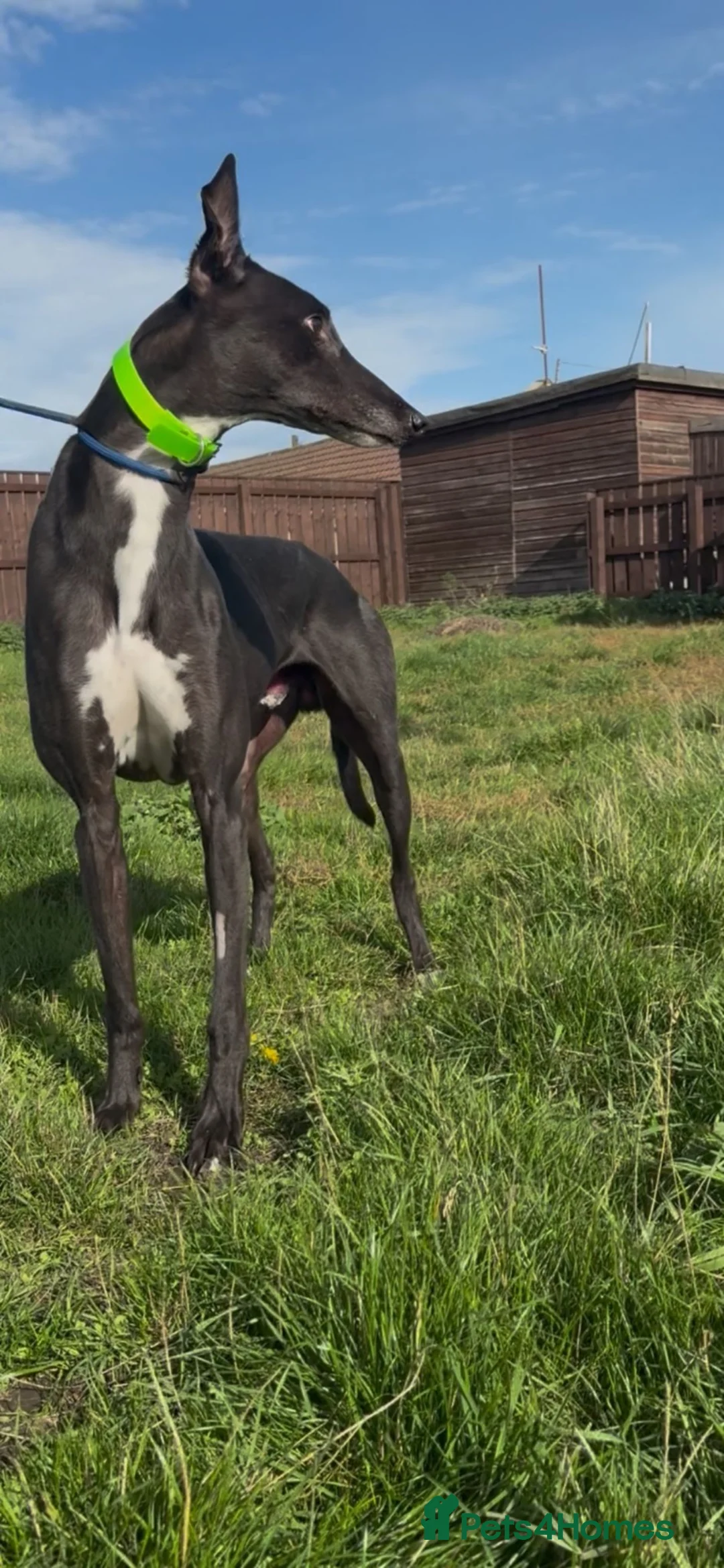 Greyhound dogs for sale: danny - Advert 2
