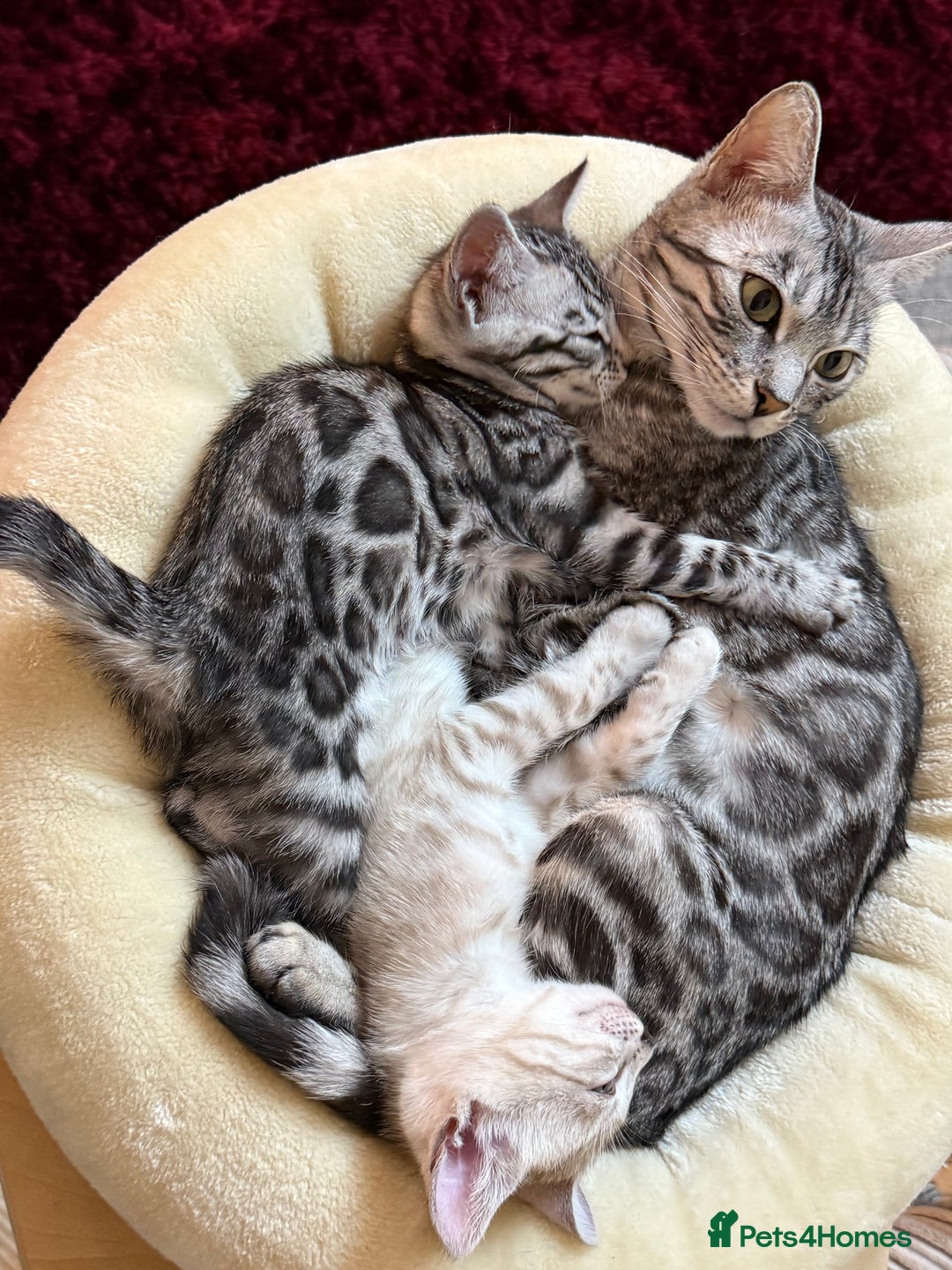 Bengal cats for sale: ⭐️Divine silver black spotted tabby bengal ⭐️ - Advert 17