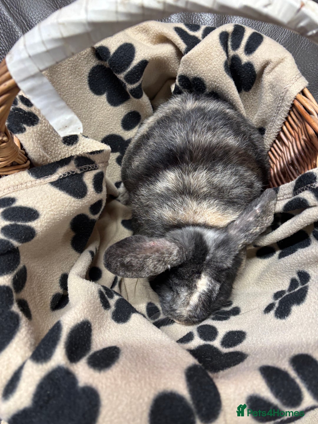 Lionhead rabbits for sale: Lionhead x rabbits for sale  - Advert 8