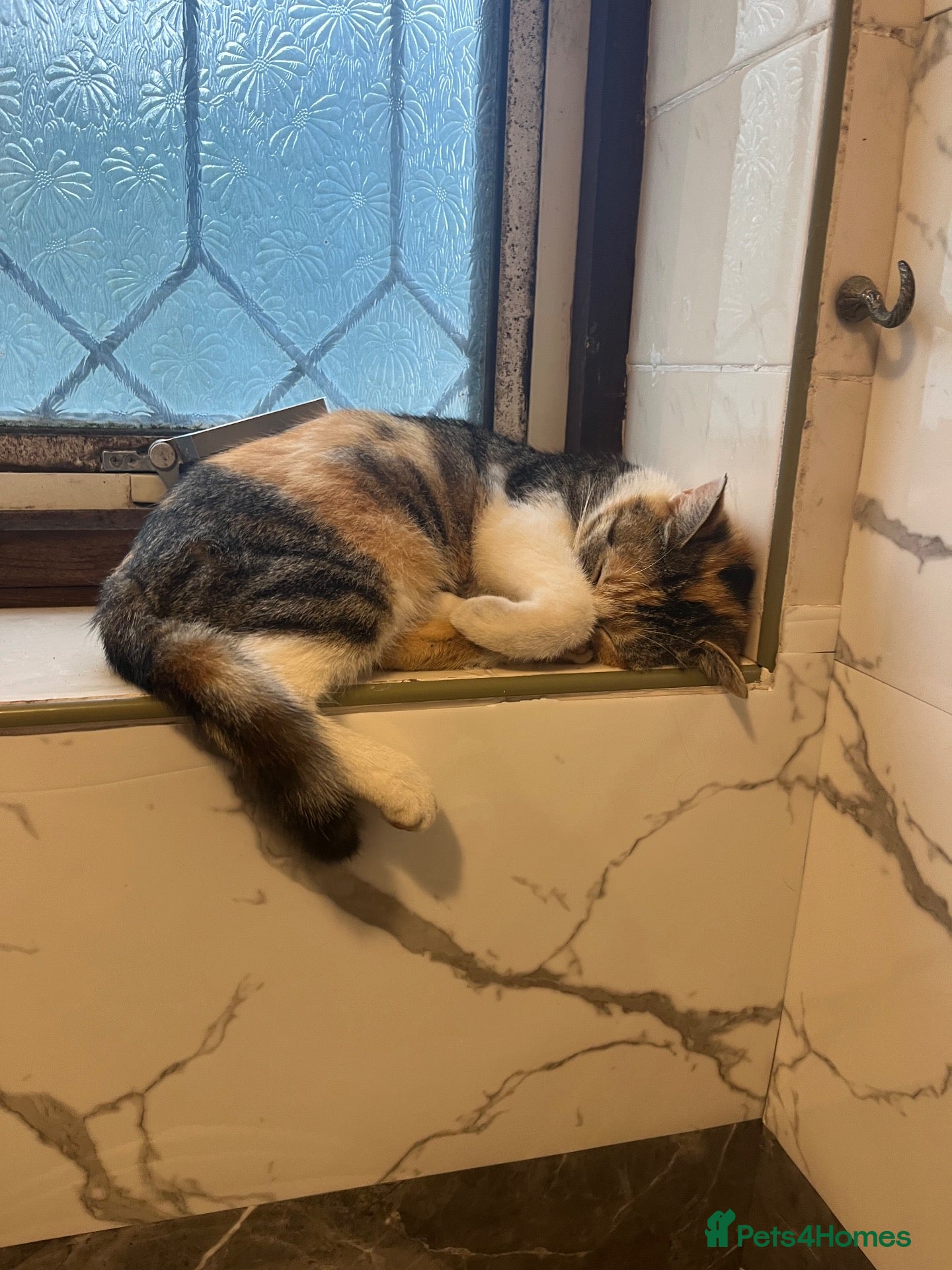Mixed Breed cats 3 beautiful kittens 2 boys 1 girl  - Advert 14