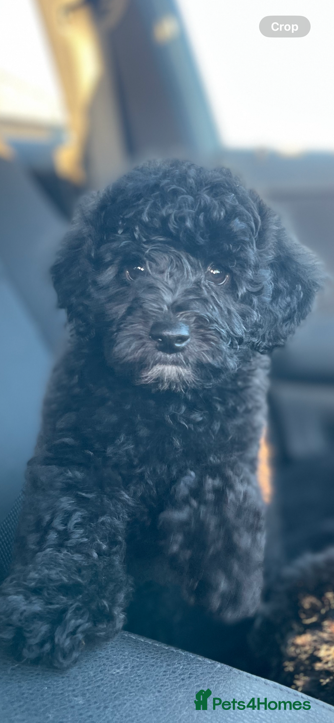 Jackapoo dogs for sale: Jackapoo  - Image 15