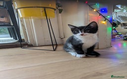 Mixed Breed cats for sale: 3 gorgeous kittens ready for 5* homes - Image 4