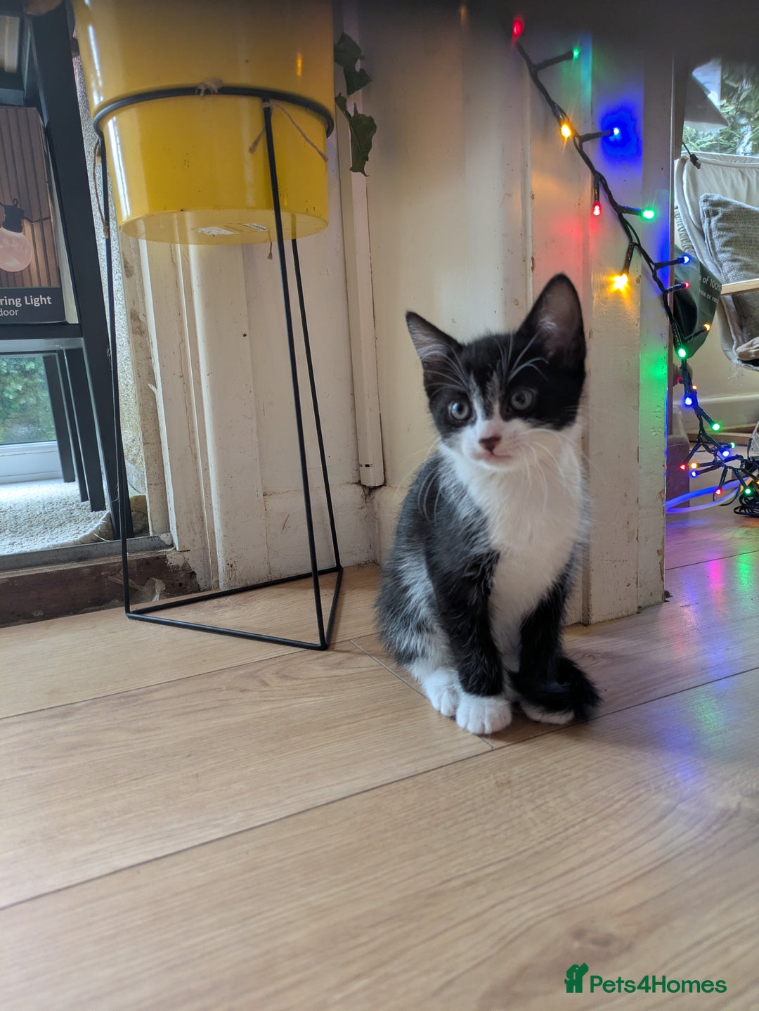 Mixed Breed cats for sale: 3 gorgeous kittens ready for 5* homes - Image 4
