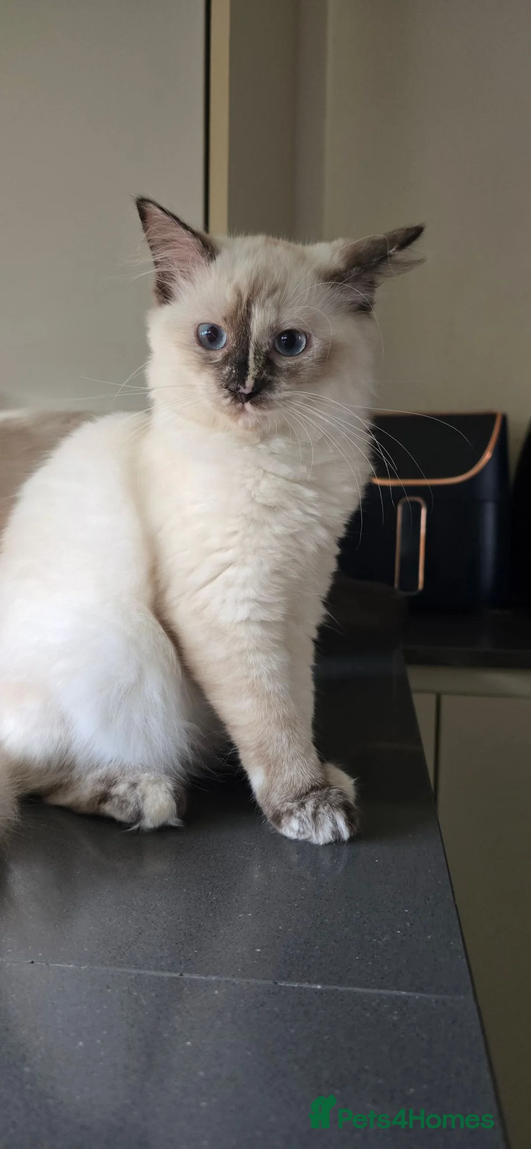 Ragdoll cats for sale: Ragdoll/Siberian mix kittens - Advert 1