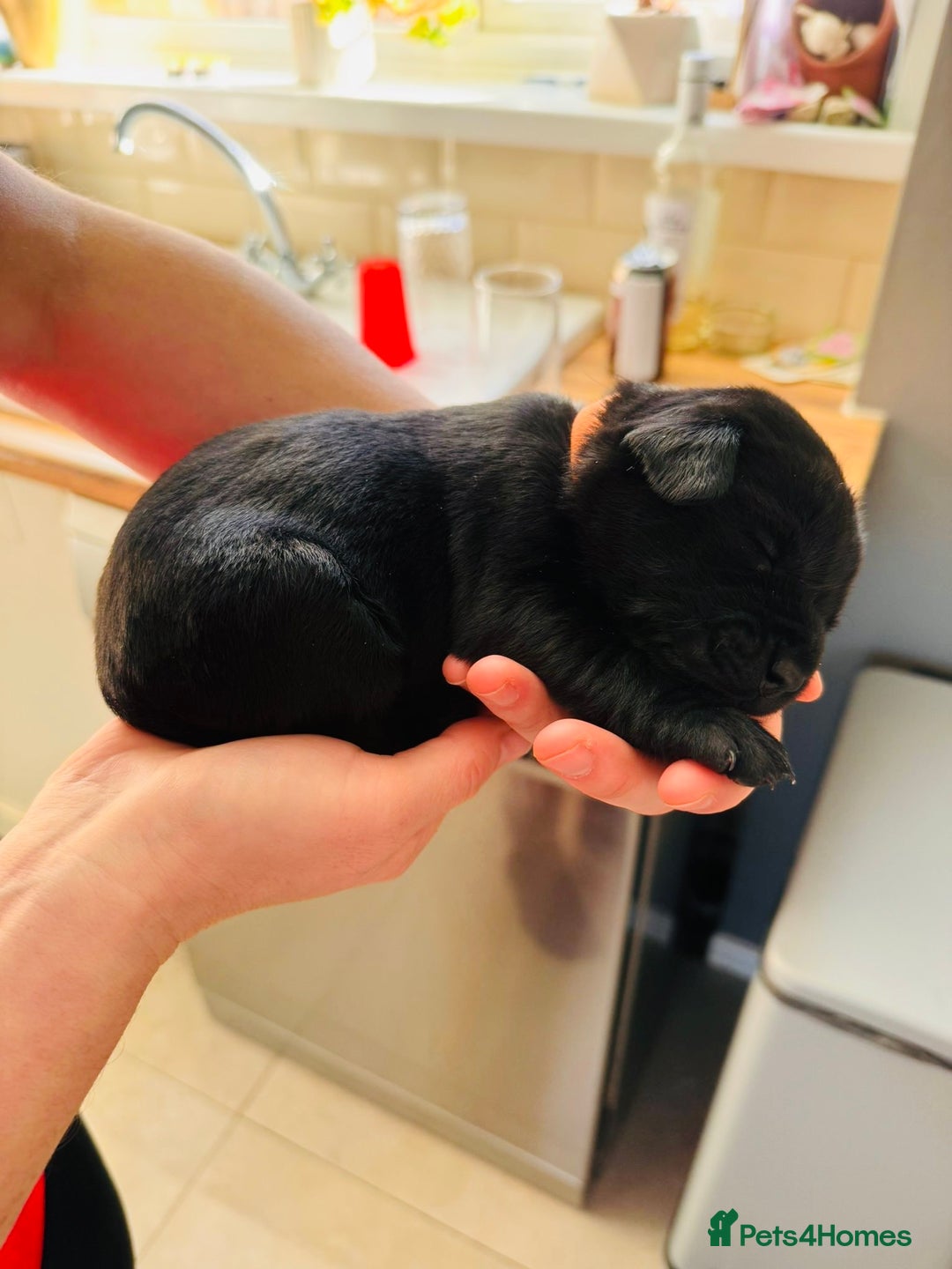 Labrador Retriever dogs for sale: Beautiful Labrador Puppies - family breeder  - Image 3