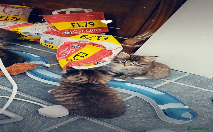 Maine Coon cats - Advert 1