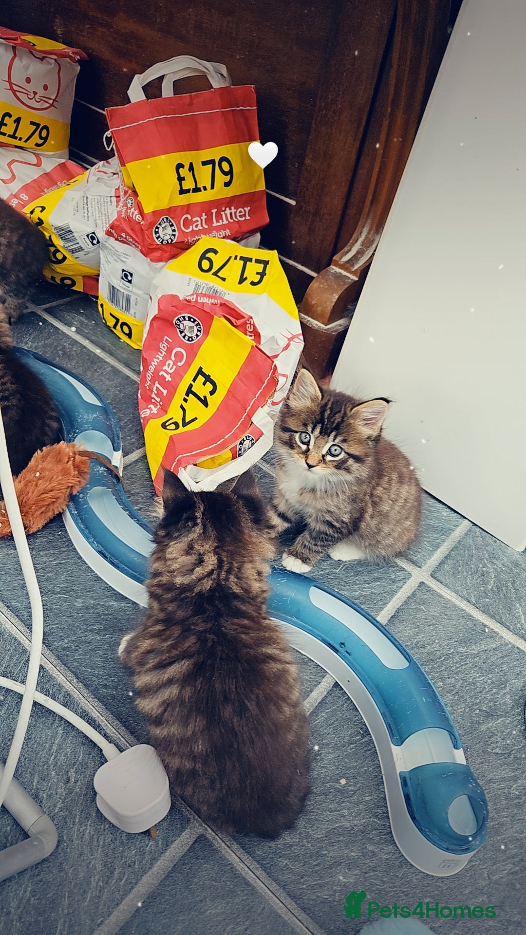 Maine Coon cats for sale: 3 main coon mix kittens - Image 1