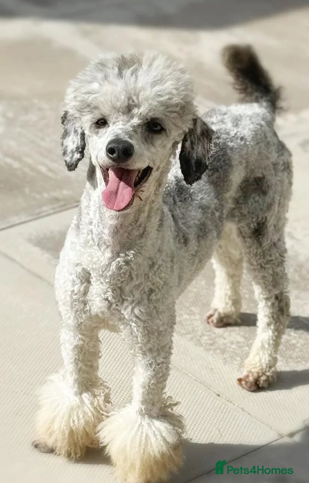 Cavapoo dogs for sale: Extensively Health tested F1 Toy Cavapoo puppies - Image 4