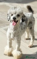 Cavapoo dogs - Advert 4