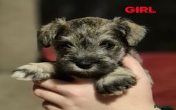 Miniature Schnauzer dogs for sale: Miniature Schnauzer puppies kc reg Ready to view - Image 3
