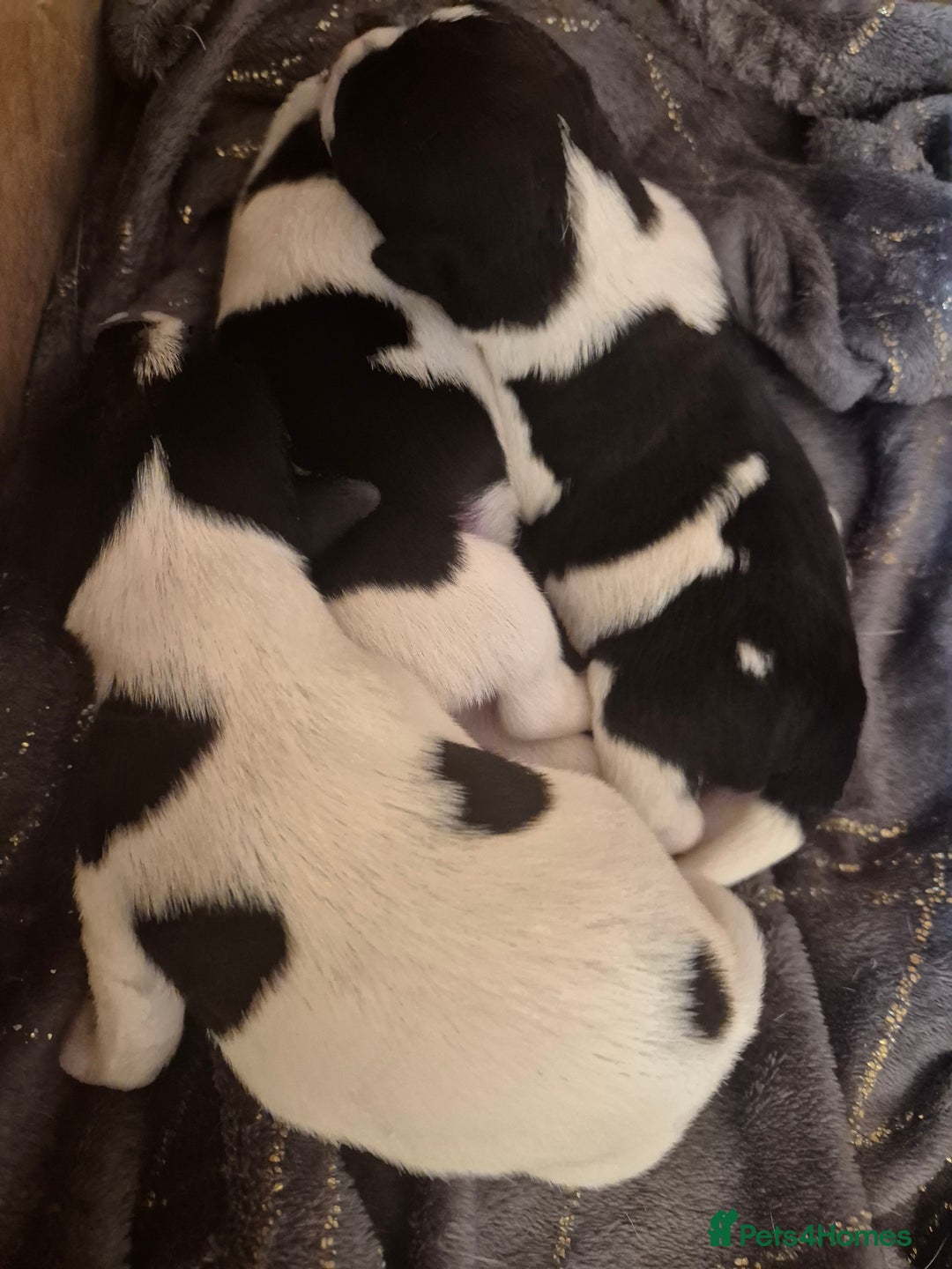Jack Russell dogs for sale: Beautiful Jack Russell puppies - Image 4