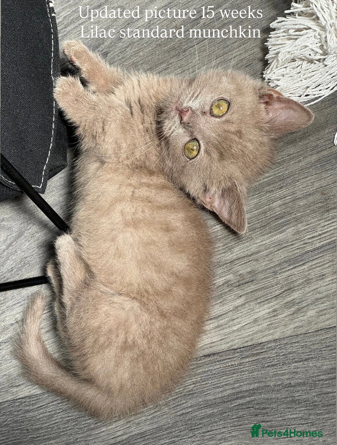 Munchkin cats for sale: 💎 RARE LILAC MUNCHKIN 💎 - Image 6