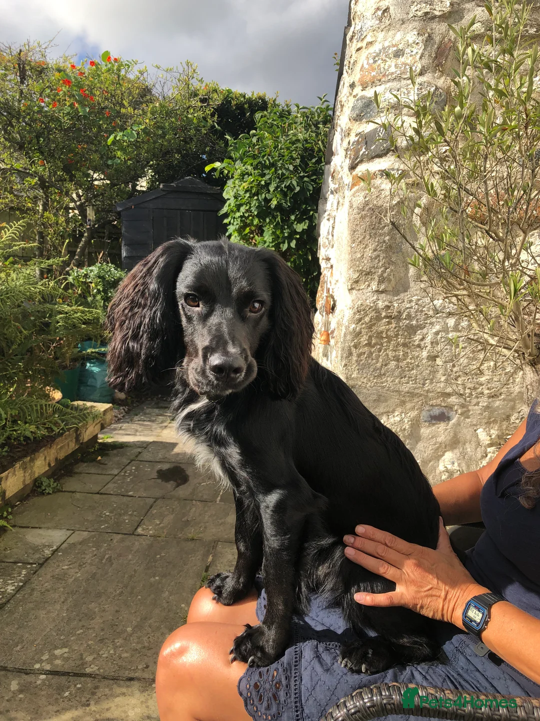 Sprocker dogs for sale: 1 Year old Sprocker Spaniel for adoption - Advert 5