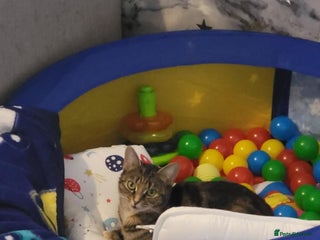 Domestic Shorthair cats 3 mix matched domestic short haired girls - Advert 1