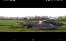 Pig livestock for sale: Ronnie and reggie  - Image 22