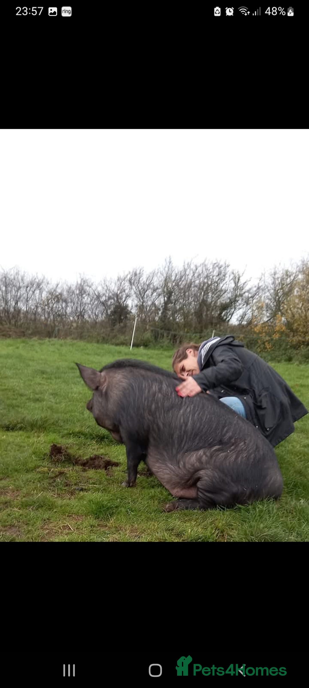 Pig livestock for sale: Ronnie and reggie  - Image 22