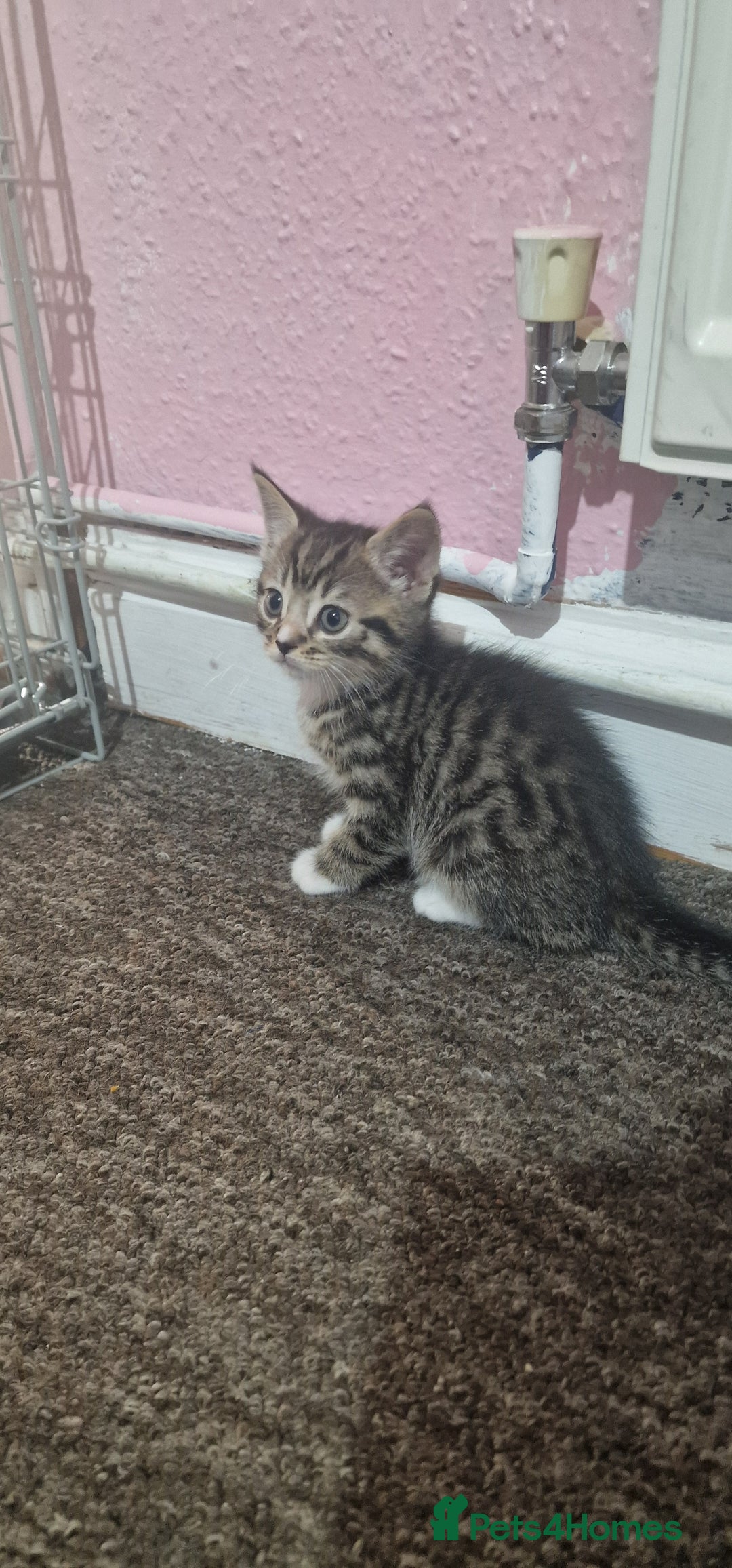 Mixed Breed cats for sale: 😻 Scottish Mix Cuties - Image 5