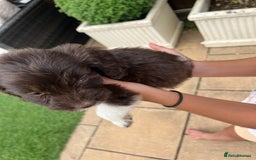 Mixed Breed dogs for sale: Beautiful cockapooXspringer puppies - Image 26