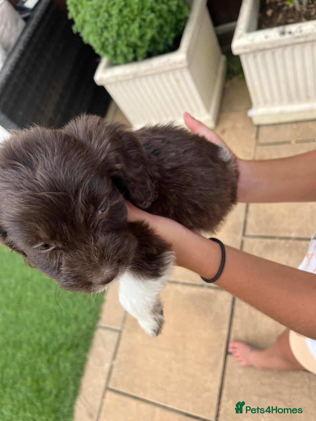 Mixed Breed dogs for sale: Beautiful cockapooXspringer puppies - Image 26