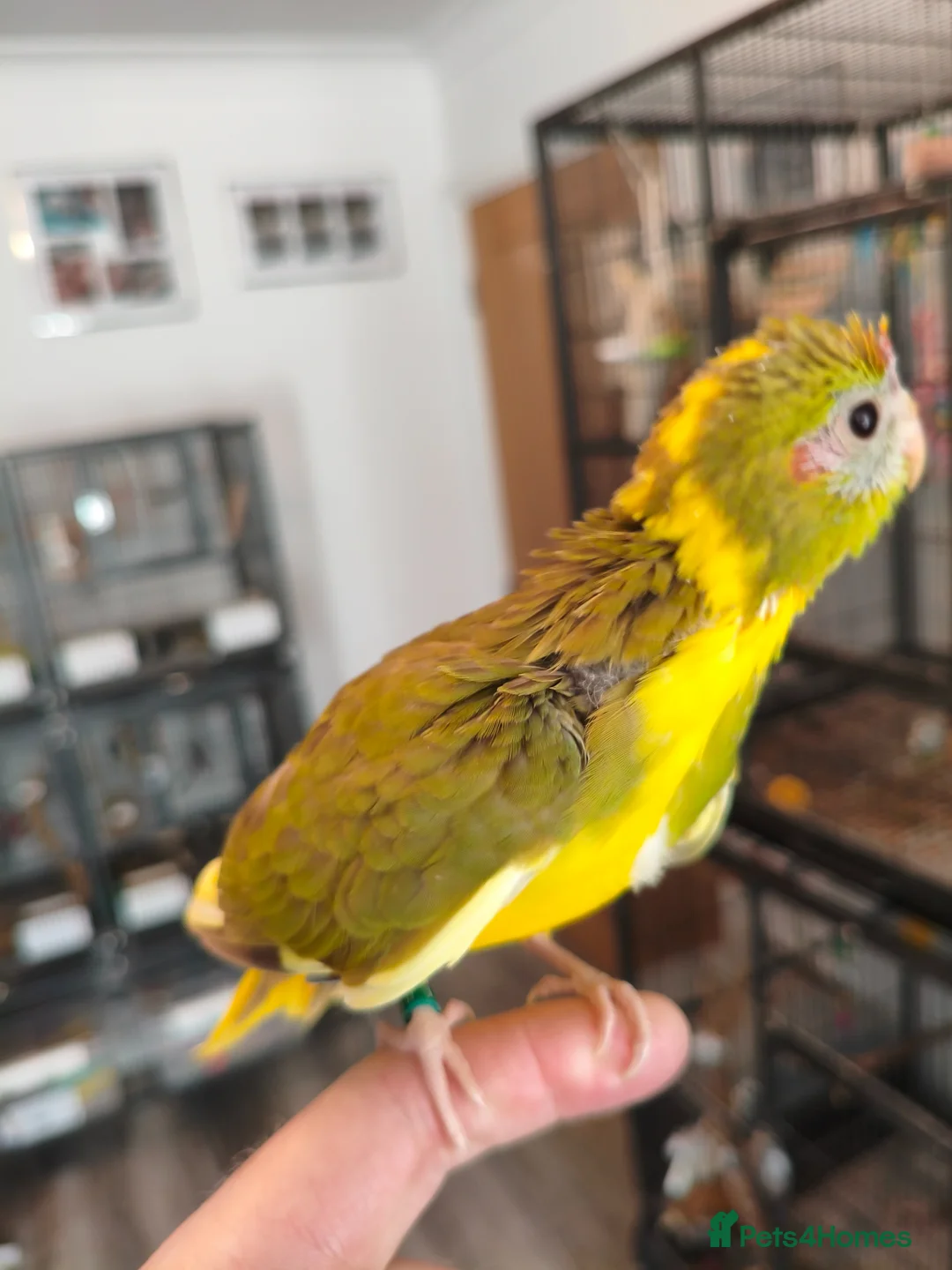 Parakeets birds for sale: Kakarikis - Hand Tame Babies  - Advert 6