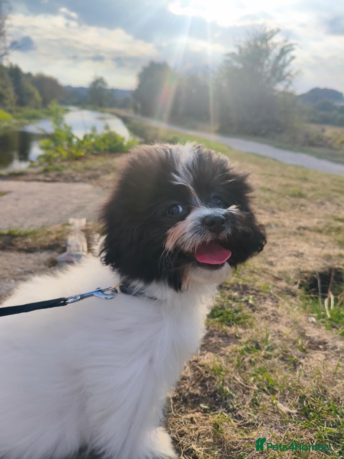 Pomapoo dogs for sale: Miniature Pomapoo Maltipoo & Pomeranian Hybrid  - Advert 2