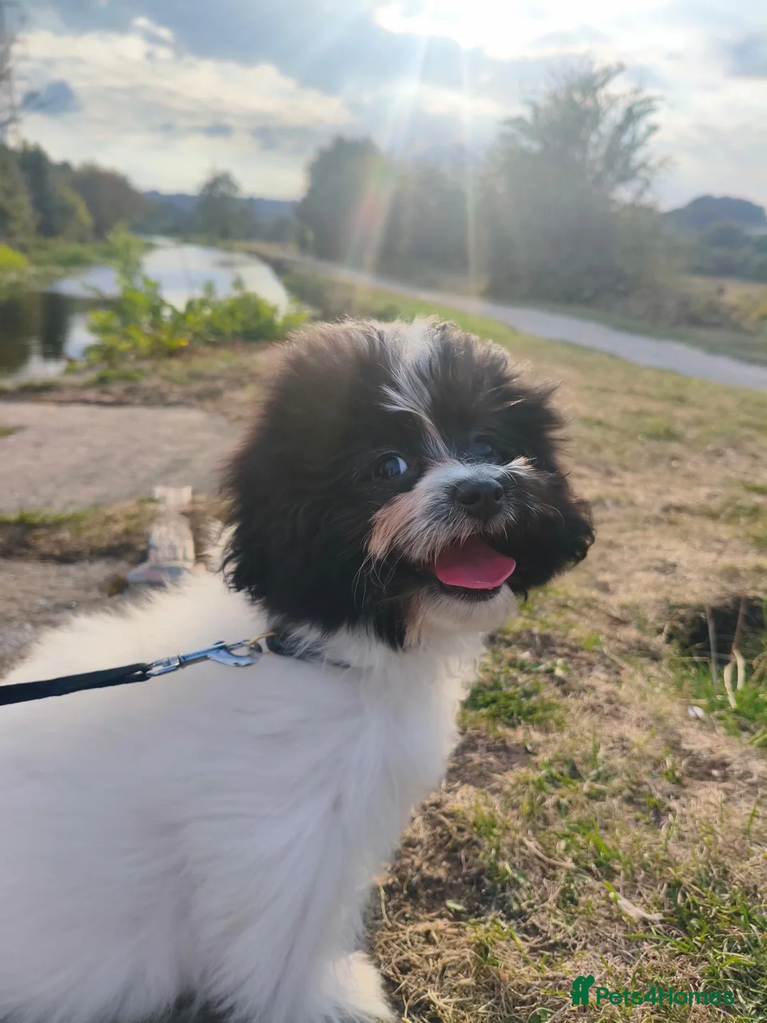 Pomapoo dogs for sale: Miniature Pomapoo Maltipoo & Pomeranian Hybrid  - Advert 1