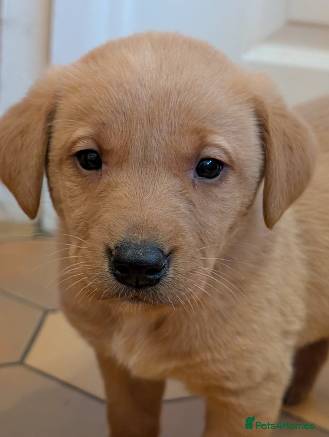 Labrador Retriever dogs for sale: Stunning litter of Labrador retriever pups  - Advert 26