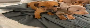 Miniature Dachshund 5