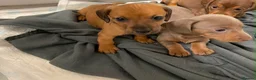 Miniature Dachshund dogs for sale: Miniature dachshund puppies - Advert 6