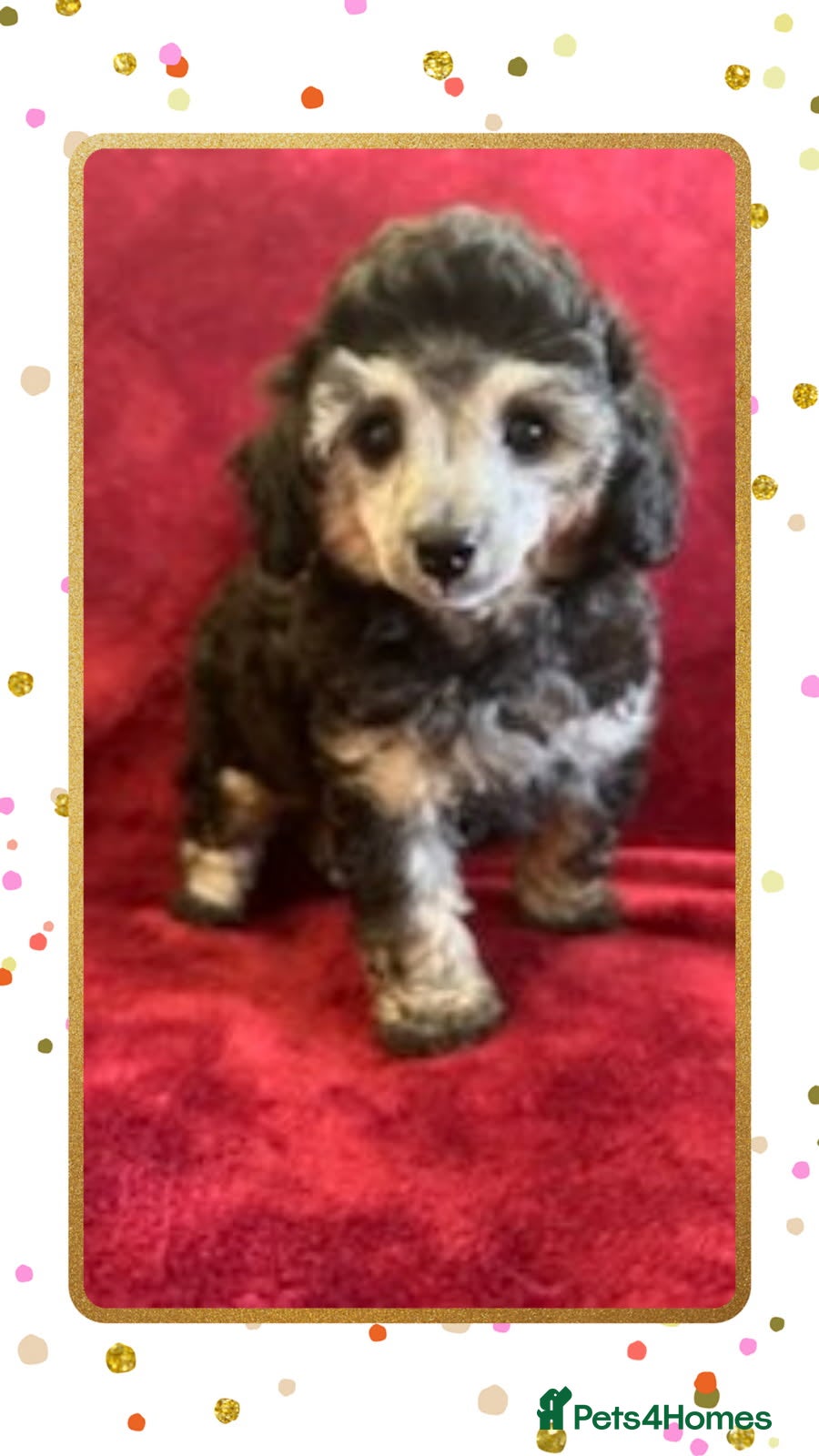 Toy Poodle dogs 🐩 extensively health tested Kc Toy poodle Puppies - Advert 10