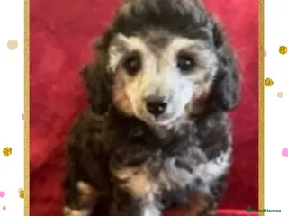 Toy Poodle dogs 🐩 extensively health tested Kc Toy poodle Puppies - Advert 10
