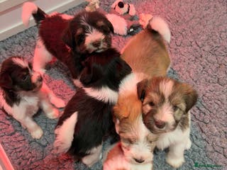 Miniature Schnauzer dogs KC Reg Miniature Schnauzers (American lines) - Advert 6