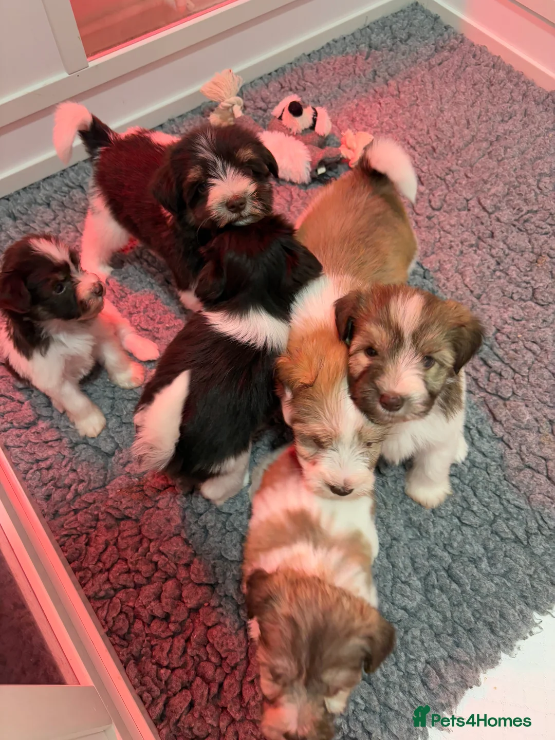 Miniature Schnauzer dogs for sale: SOLD KC Reg Miniature Schnauzers - Advert 3