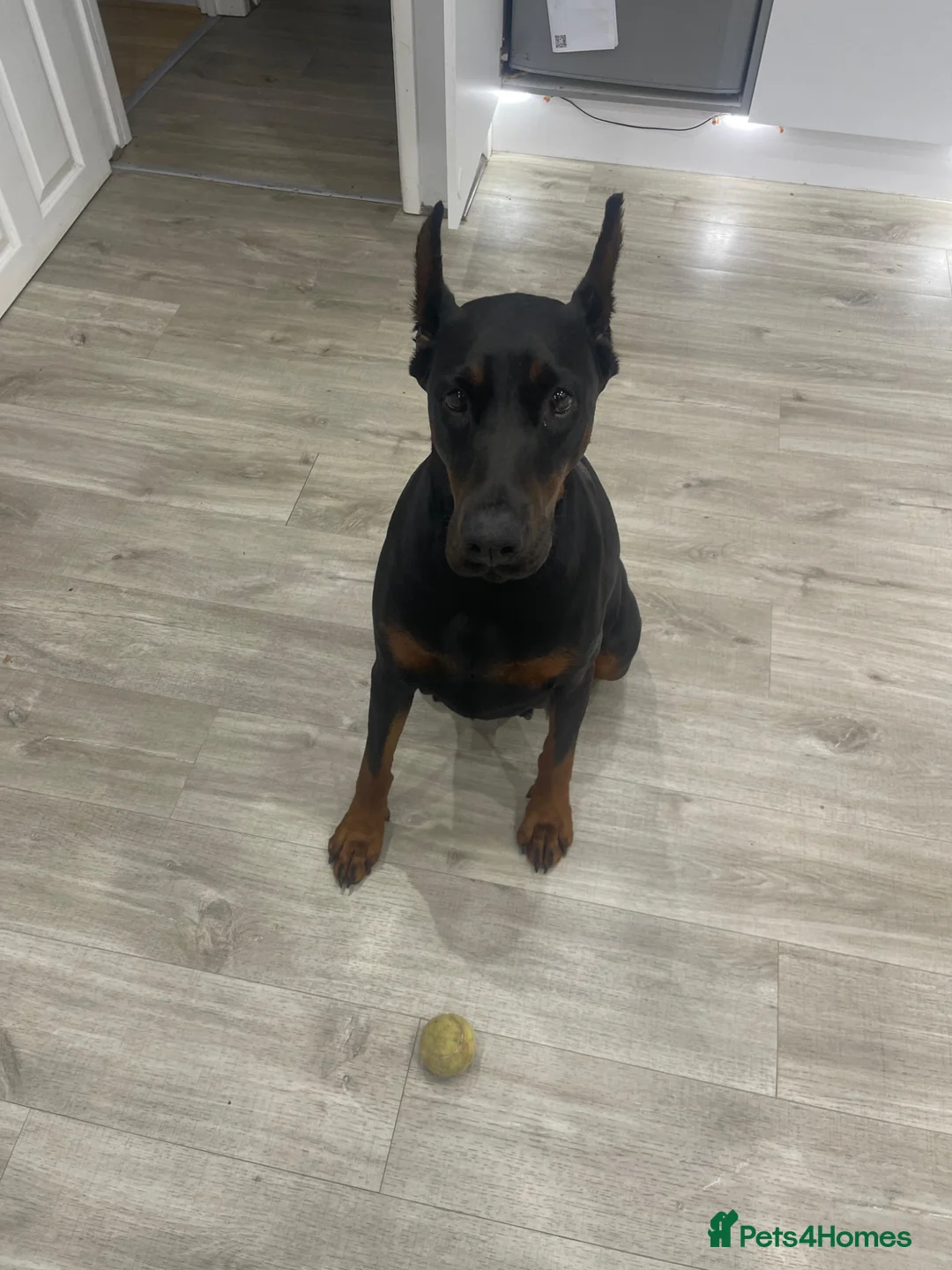 Dobermann dogs for sale: Doberman puppies waiting list  in Teignmouth - Advert 2