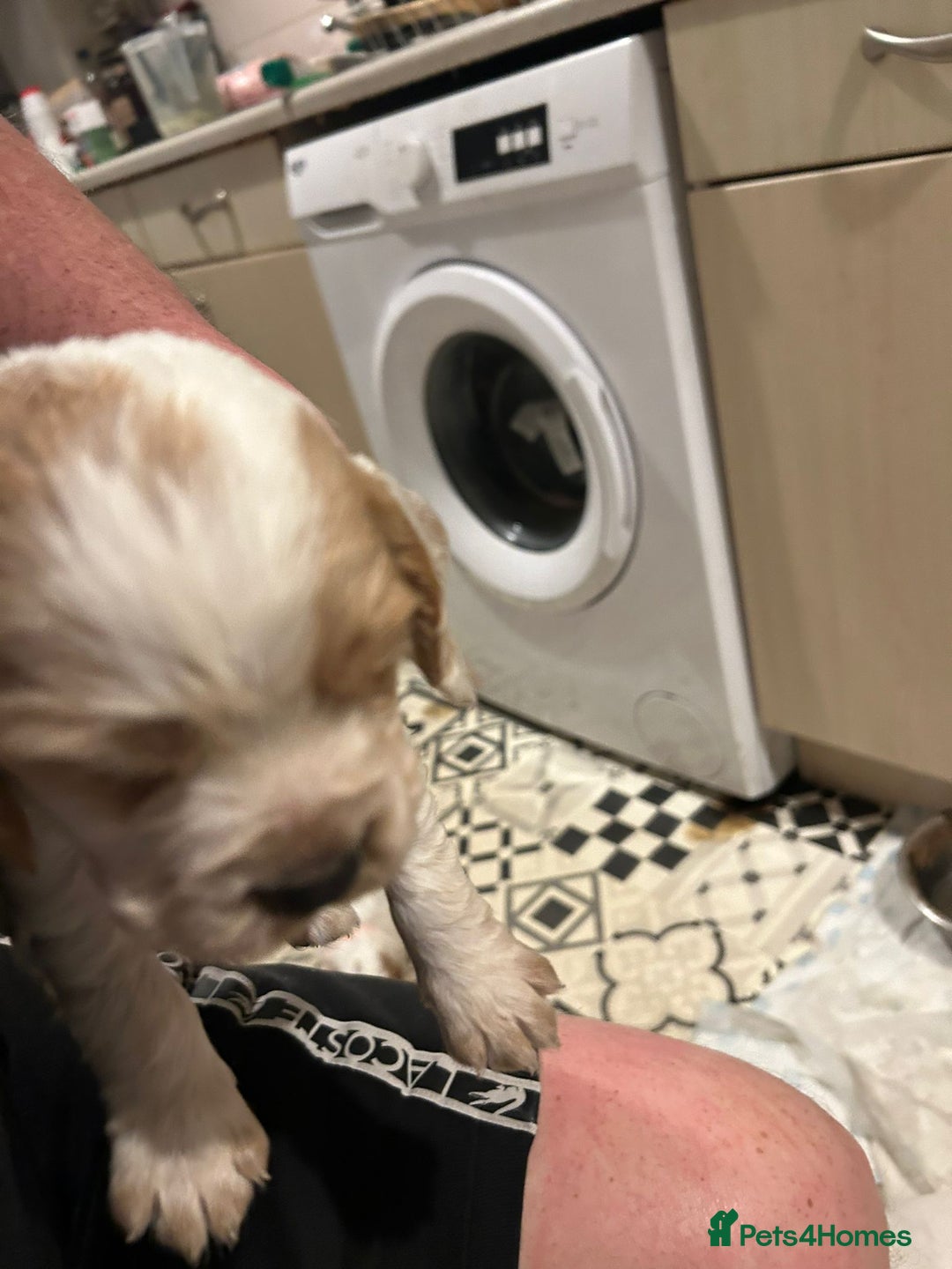 Cocker Spaniel dogs for sale: cocker spaniel puppies  - Advert 5