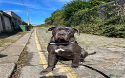 Cane Corso dogs for sale: Coco The Cane Corso - Image 5