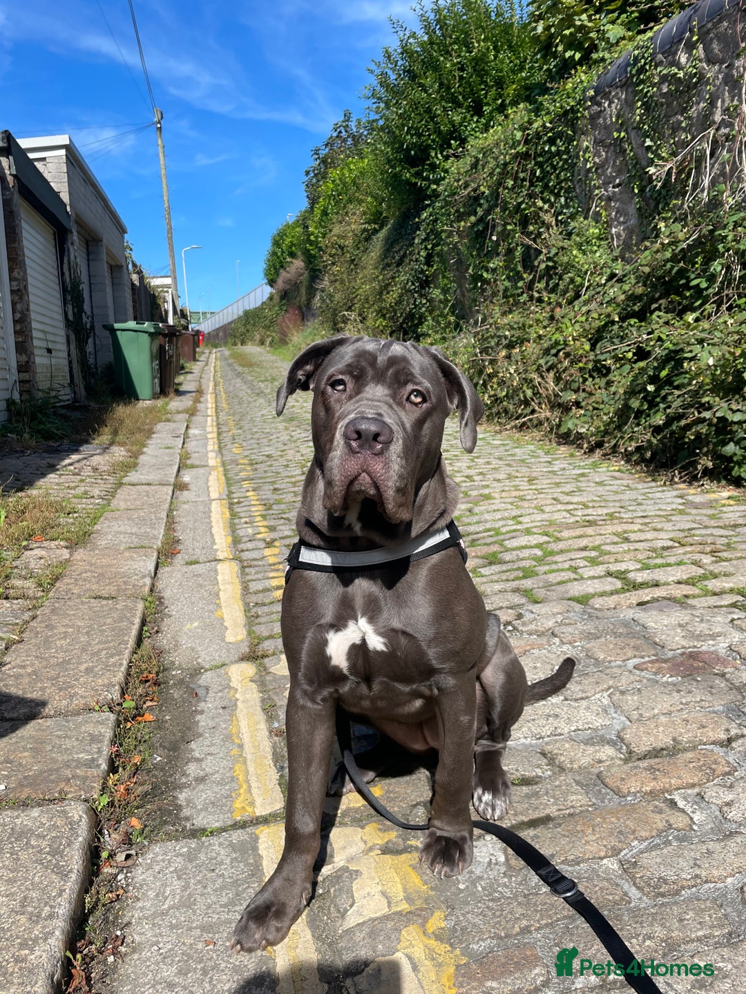 Cane Corso dogs for sale: Coco The Cane Corso - Image 5