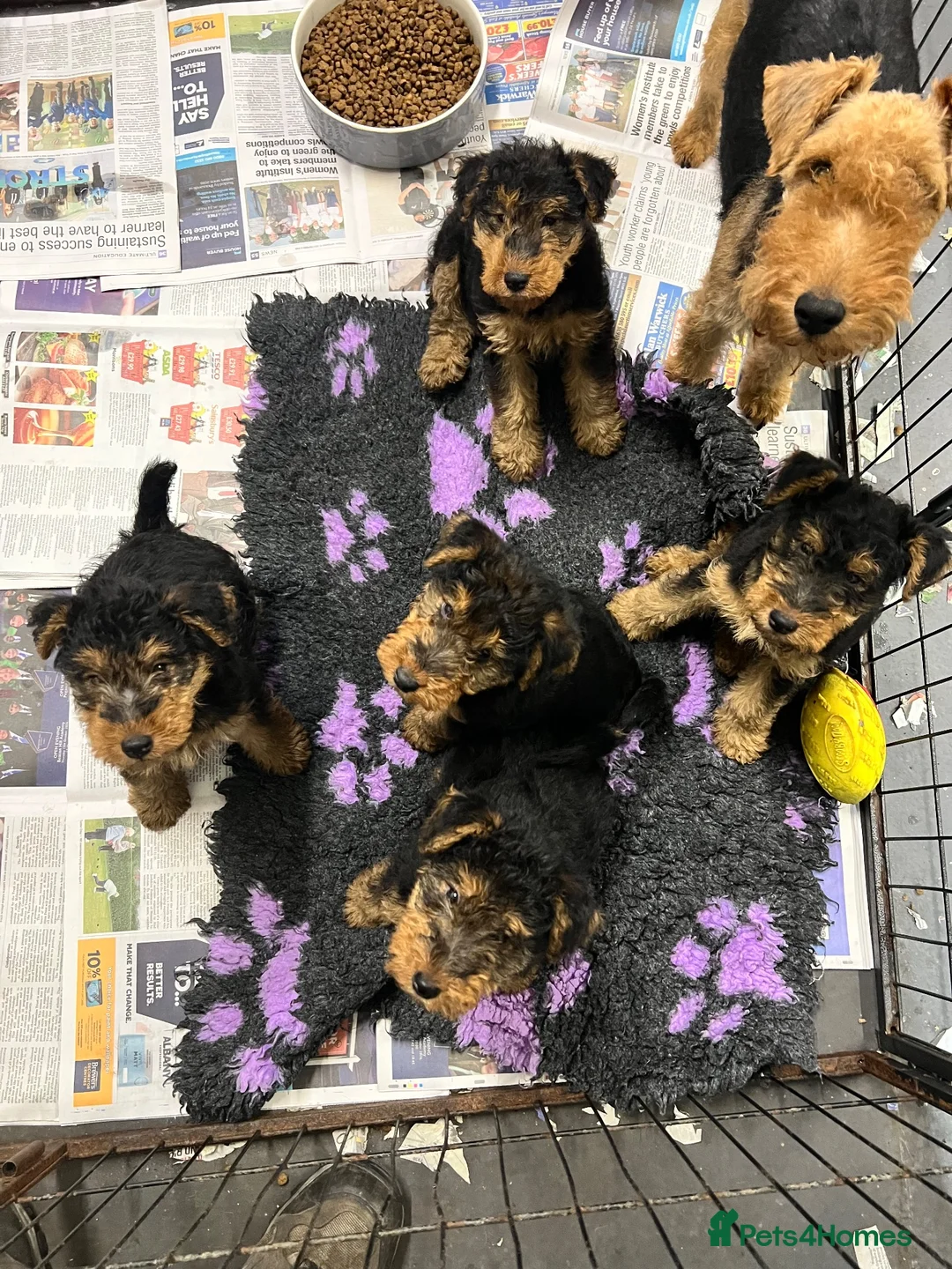 Welsh Terrier dogs for sale: Top Quality KC Reg PLL clear Welsh Terrier Puppies - Advert 10