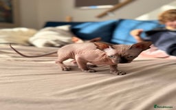 Sphynx cats for sale: Sweet Cream Sphynx Kitten looking for a family - Image 9