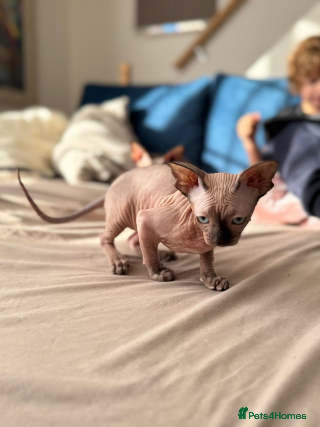 Sphynx cats for sale: Sweet Cream Sphynx Kitten looking for a family - Image 9